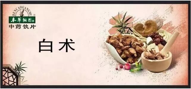 【本草道地藥材賞析】健脾益氣，燥濕利水-白術(shù)