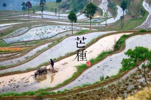 【二十四節(jié)氣養(yǎng)生篇】芒種：謹(jǐn)防梅雨傷